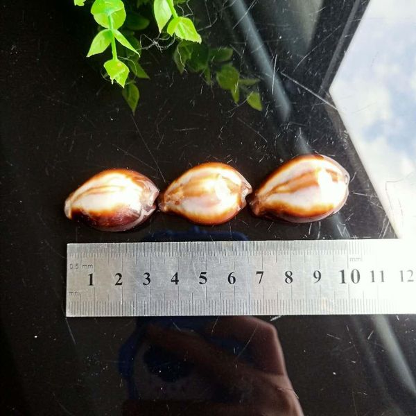 

2pcs natural shells conch snail kangaroo seashells nautical beach home decor fish tank micro landscape specimen collectibles h bbymch