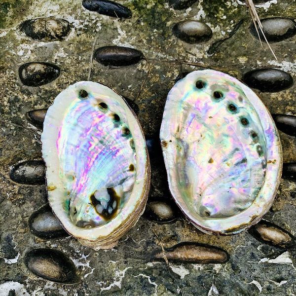 

1pc 8 10cm natural seashells abalone shell nautical home decor beach wedding decorations soap dish diy aquarium landscape h wmtquk