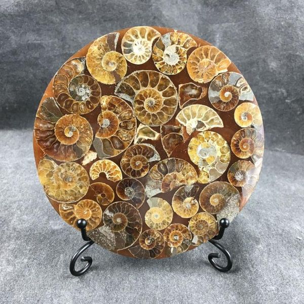 

natural ammonite fossil conch crystal specimen healing 1pc1