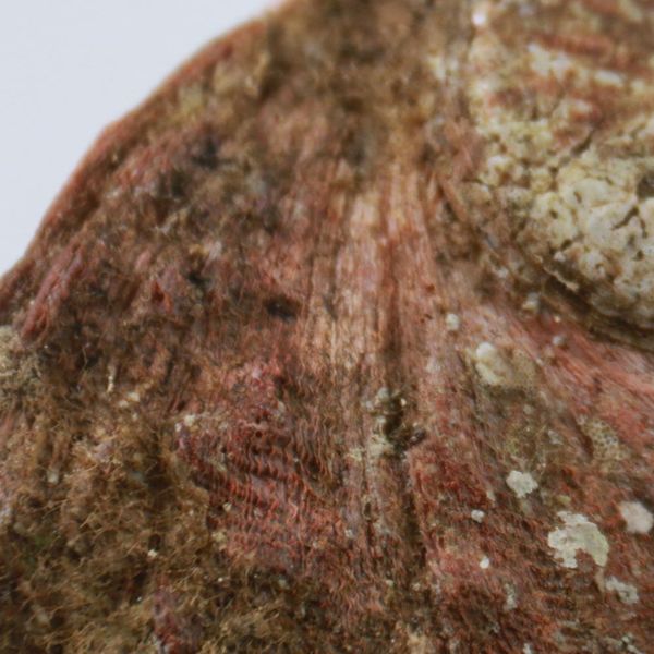 

natural abalone shells office decoration home aquarium landscape sundries storage box diy decor soap holder 115mm h bbymbw