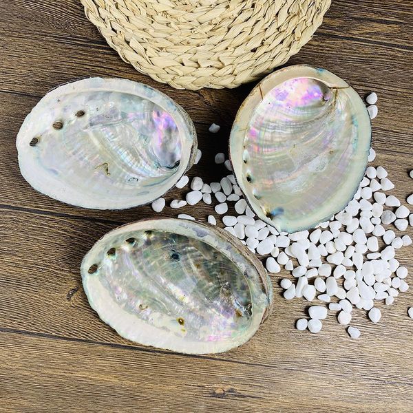 

12 13cm large abalone shell natural seashell nautical home decor soap holder specimen beach wedding decor aquarium landscape h jllhli