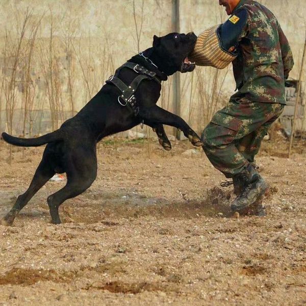 

durable dog training harness collar for large dogs german shepherd k9 pet weight pulling harness agility dog training bbywiw