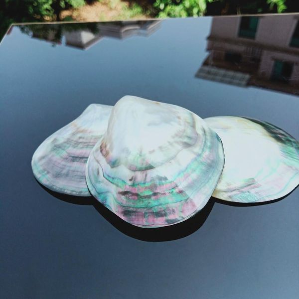 

натуральные ракушки черная бабочка оболочка ювелирные изделия diy shell nautical beach decor scallop образец ресторана икра приправить лоток