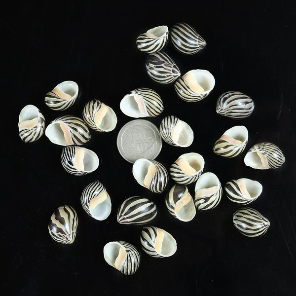 

5pcs watermelon striped sea conch snail seashells natural collectibles crafts specimen ocean ornaments beach wedding decoration h wmtrqr