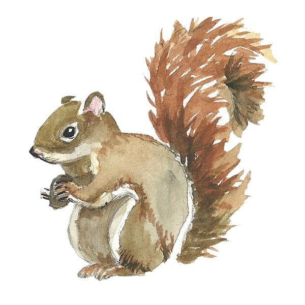 

new christmas door removable children's wallpaper decoration room squirrel petal wall stickers 2