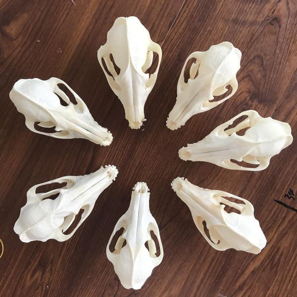 

1-6pcs nyctereutes procyonoides taxidermy real bone christmas decoration gift