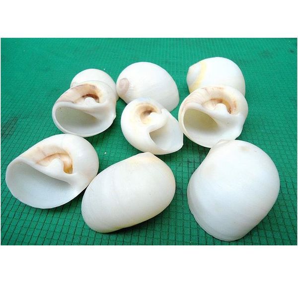 

happykiss natural ornament conch shells white jade snail the white cat's eye screw the mediterranean home decoration a jllrke