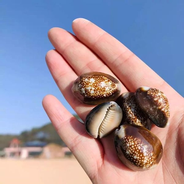 

10pcs natural snow mountain conch shells specimen seashells nautical home decor collectibles aquarium beach wedding decorations h jllvhy