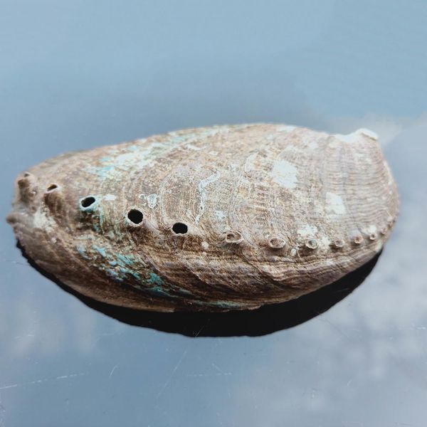 

8 10cm abalone shell natural seashell nautical home decor soap dish beach wedding decoration specimen aquarium landscape h bbymiu