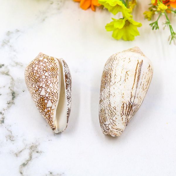 

new vase screw weaving conch seashells nautical home decor shell beach wedding decorations specimen aquarium micro landscape h jllpyy