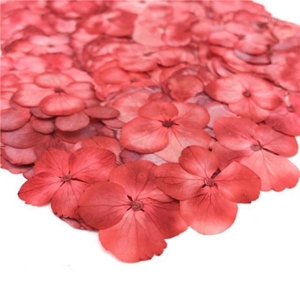 

products for crafts color absorption hydrangea real pressed flower wholesale ent 1 pack / 100pcs)1
