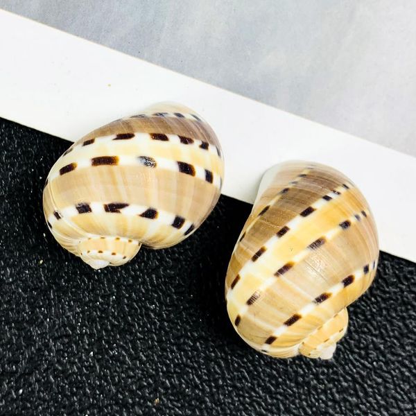 

2 3cm natural conch shell butterfly winged conch speck jade conch collection specimen special for hermit crab aquarium landscape h bbygyh