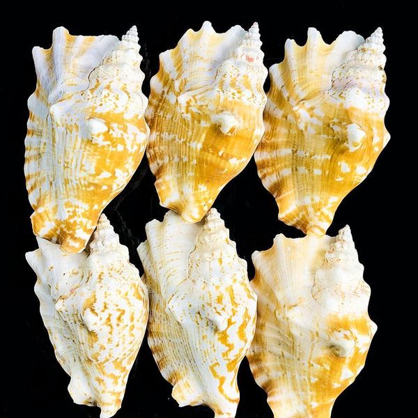 

8 12cm natural shell sea conch ear snail specimen fish tank aquarium decorations roll shellfish breeding shell micro landscape h jllsxp