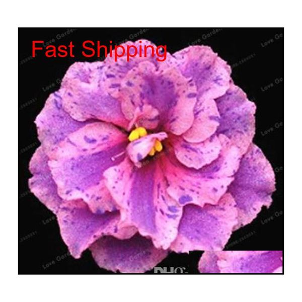 

100 pcs/bag african violet seeds saintpaulia ionantha beautiful plant bonsai beautiful flower di qylkwa packing2010
