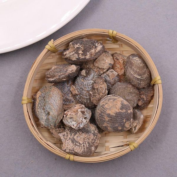 

5pcs lot natural clams shell raw stone shell stone nautical home decor animal stone specimen collectibles micro landscape decor h jlluoh