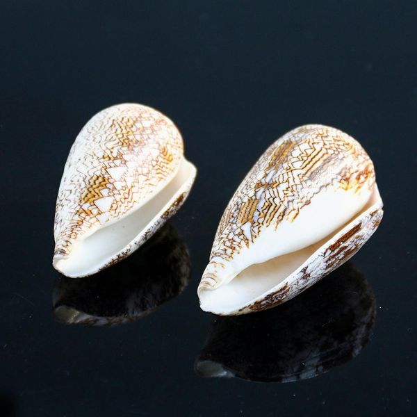 

new vase screw weaving conch seashells nautical home decor shell beach wedding decorations specimen aquarium micro landscape h wmttfv
