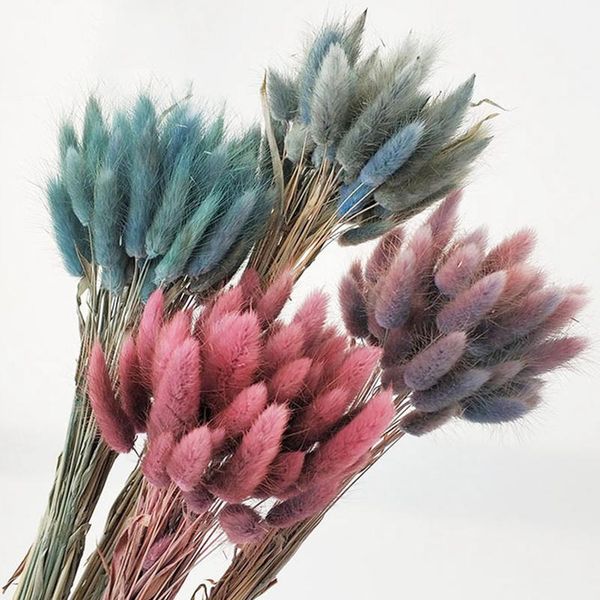 

30pcs/lot gradient lagurus ovatus natural dried flowers bouquet wedding home easter decorations rabbit tail grass real wmtsbc