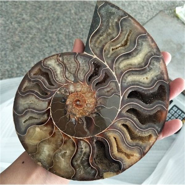 Büyük Boy Madagaskar Fosiller Yanardöner Ammonit Doğal Taşlar ve Mineraller Örnek 201125