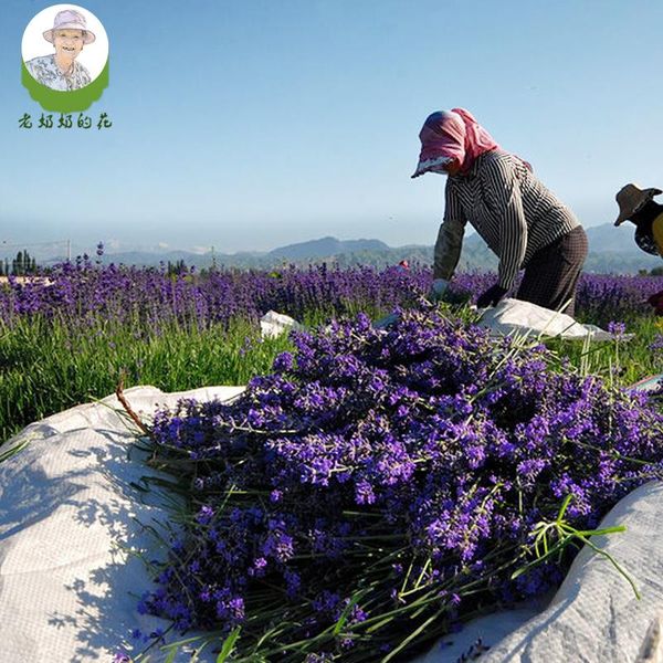

lavender flowers soothe the nerves to help sleep home living room decorations do gift box natural dried flowers