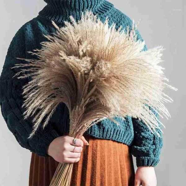 

50pcs 55cm dried pampas grass bunch natural phragmites reed flowers home wedding decor primary color short bulrush reeds flower1