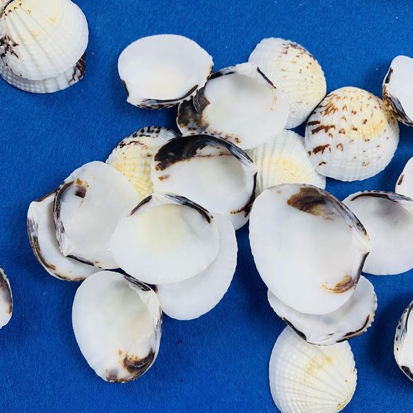 

10pcs 3 5cm natural seashell eagle wings shell home wedding beach decor fish tank aquarium decoration accessory candle material h bbyxvn