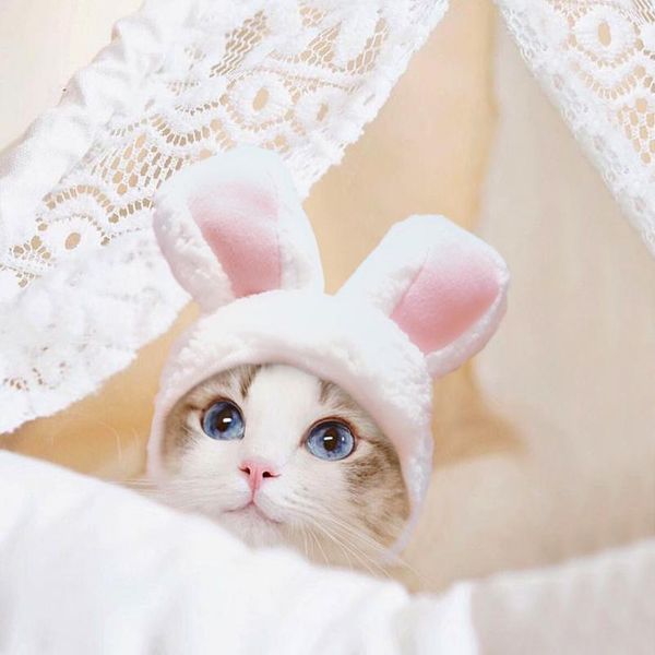 

funny pet cat kitten cosplay costume rabbit hat cap cute cat halloween christmas clothing hats small dogs acc jllmqt