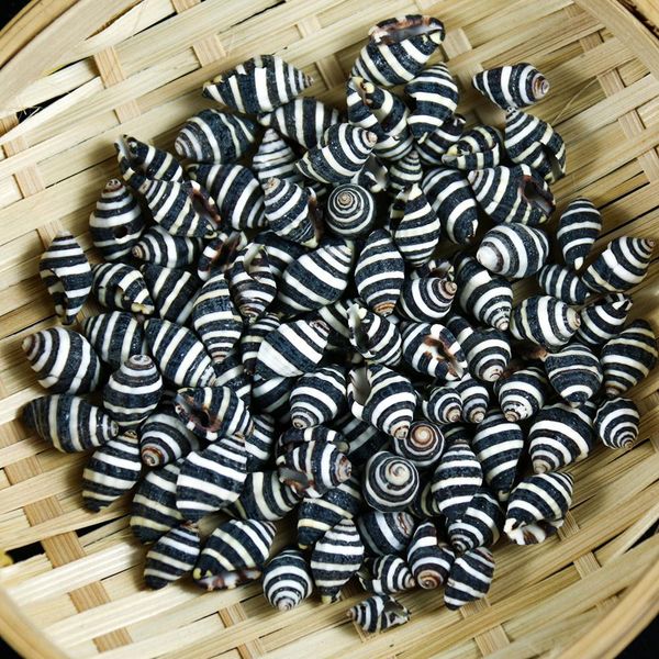 

10pcs natural striped conch seashells nautical home decor snail shell conch specimen micro landscape beach wedding decorations h jllriz