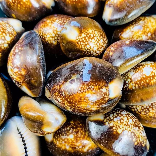 

10pcs natural snow mountain conch shells specimen seashells nautical home decor collectibles aquarium beach wedding decorations h bbyhtx