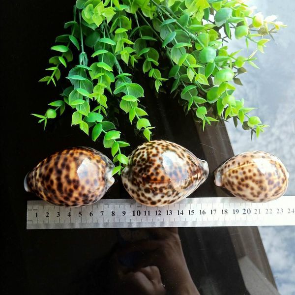 

1pc tabby shell nautical decor seashells specimen natural shell conch collectibles ornaments micro aquarium landscape 60 80mm h wmtpht