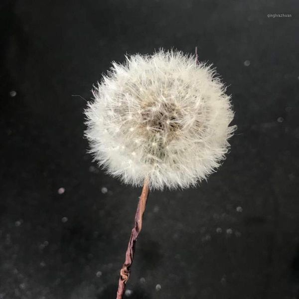 

3-4cm/5pcs,natural real dandelion craft wire branch,display glass cover flower for diy wedding party home decoration accessories1