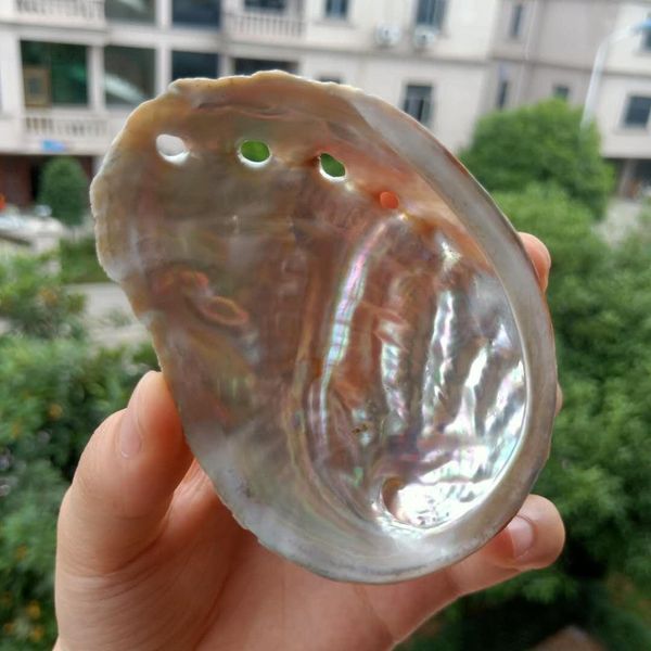 

natural abalone shells seashells home aquarium landscape diy nautical decor soap holder 9 10cm craft collectable jewelry holder h jllatb