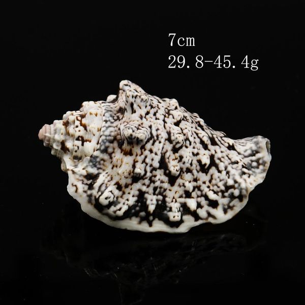 

6 8cm natural shell snail dragon head conch nautical home decor seashell specimen craft wedding decorations acquarium accessory h jllufy