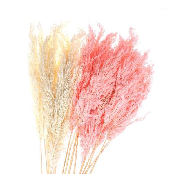 

1pc/ bouquet dried plants pampas grass natural phragmites communis wedding flower bunch1