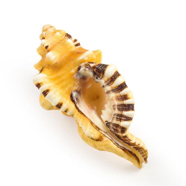 

sea shells seashells for beach theme party wedding diy crafts candle making fish tank home decorations cymatium gastropod h jllrkr