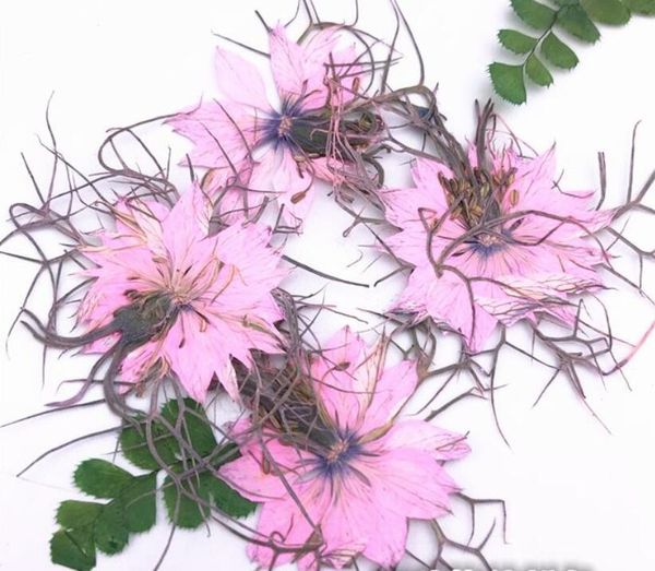 

grass specimen glue dried flowers home decoration diy manual flower wall natural flower material mothers day plants chrismas