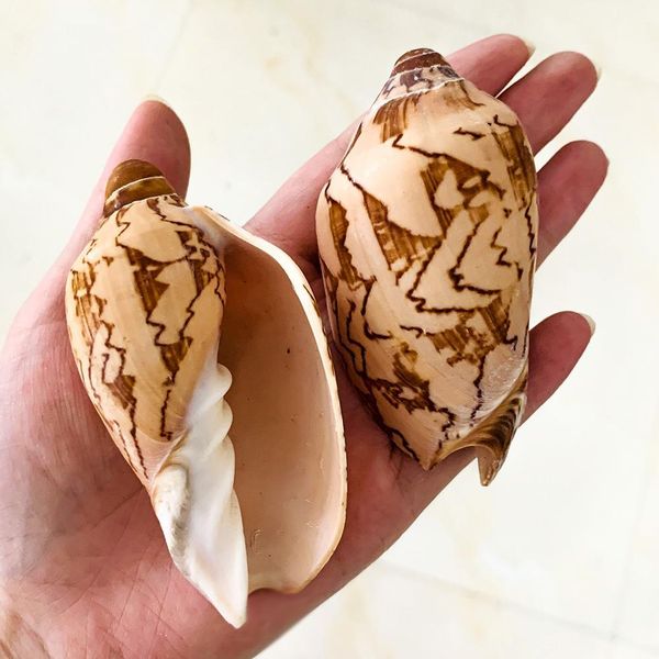 

wave conch sea shells nautical decor natural shell conch decor fish tank aquarium scenic decoration micro landscape specimens h bbyich