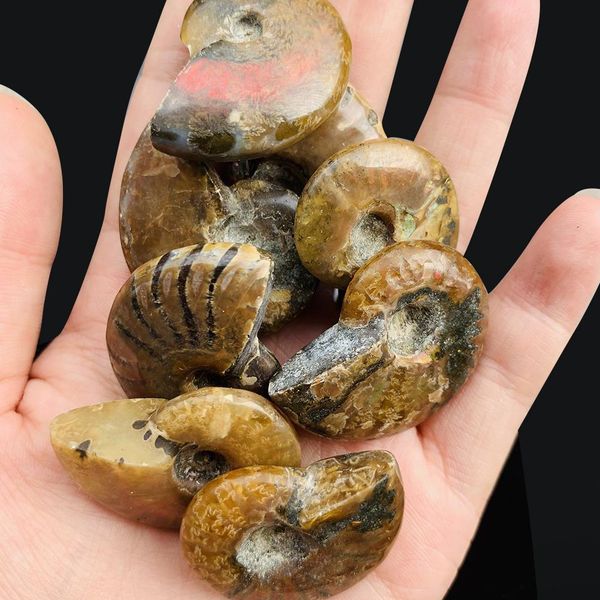 

1pc natural conch specimen spiral ammolite raw stones spiral snail rough stone decoration crafts collectibles gifts 3 3.5cm h bbyste