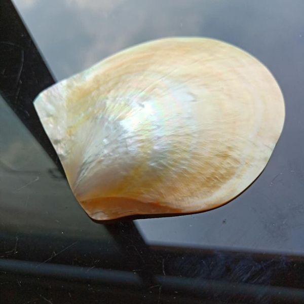 

nautical home decor shells jewelry diy seashells beach wedding decorations shell ocean decor restaurant caviar seasoning tray h jllleo