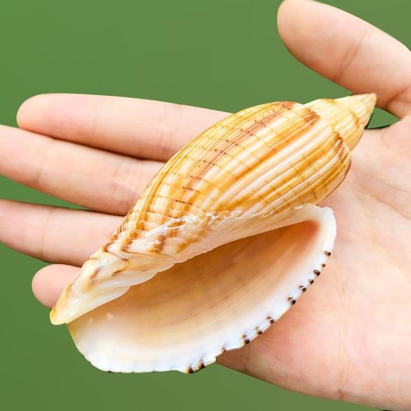 

9 10cm new corn snails seashell corn conch specimen beach decor for home fish tank and aquarium landscaping diy decoration shell h jllgpm