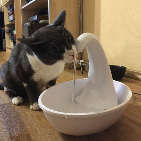 

dog swan and automatic dispenser, cat bowl water dispenser