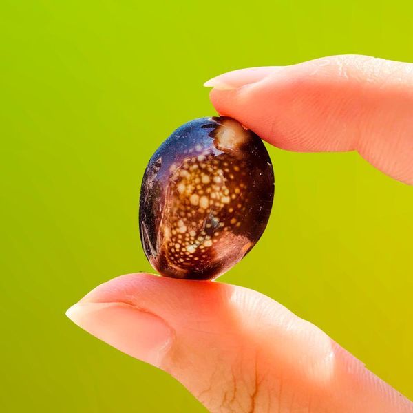 

5 10pcs natural shell seashell conchs mollusks marine snails for pgraphy home room office table bedrooms fish tank decor h bbytvd