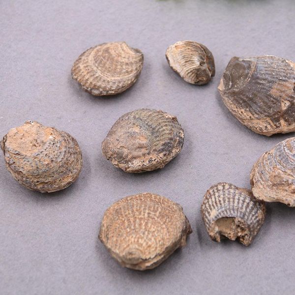 

5pcs lot natural clams shell raw stone shell stone nautical home decor animal stone specimen collectibles micro landscape decor h jllwao