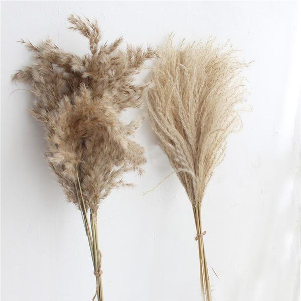 

20pcs dried pampas grass natural phragmites&reed flowers&bulrush flowers communis wedding flower bunch 20p wmtksw
