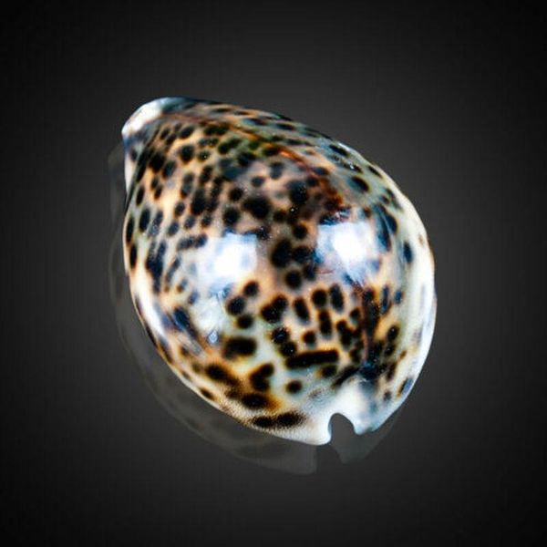 

natural tiger pattern conch shell nautical home decor seashells specimen collectibles beach ornament shells aquarium landscape h bbykin