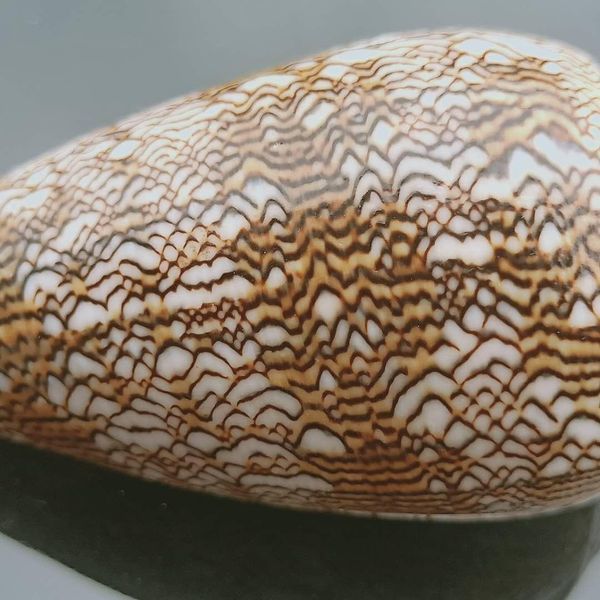 

6 7cm natural vase snail conch seashell nautical home beach wedding decoration specimen collectible fish tank aquarium decor h jlludc