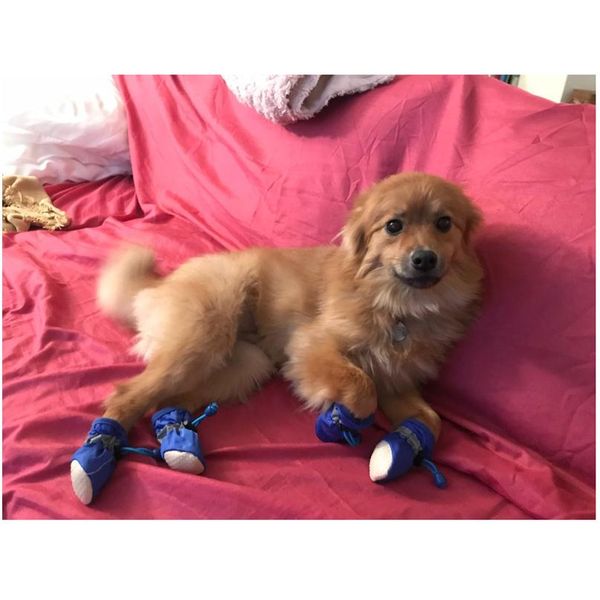 

4pcs/set waterproof anti-slip pet shoes for small dogs cats chihuahua yorkie thick snow dog boo bbyyti