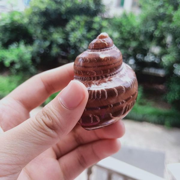 

1pc cat eye snail shell natural seashell conch beach nautical home decor shells specimen collectibles fish tank landscape h jllzvu