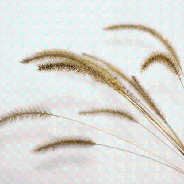 

50pcs/bunch home decoration real plants color natural dried dog tail flowers bouquet no vase