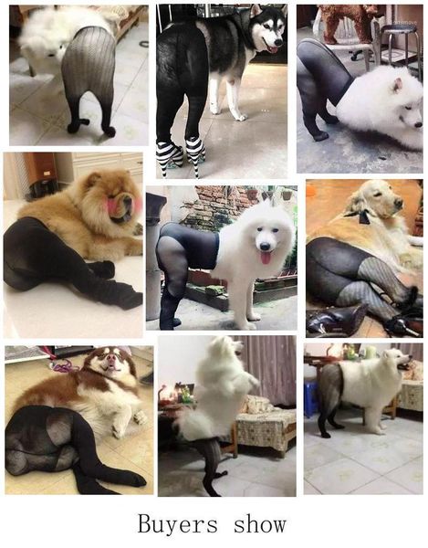 

dog apparel pet clothes funny stockings black lace pants small cosplay po props1