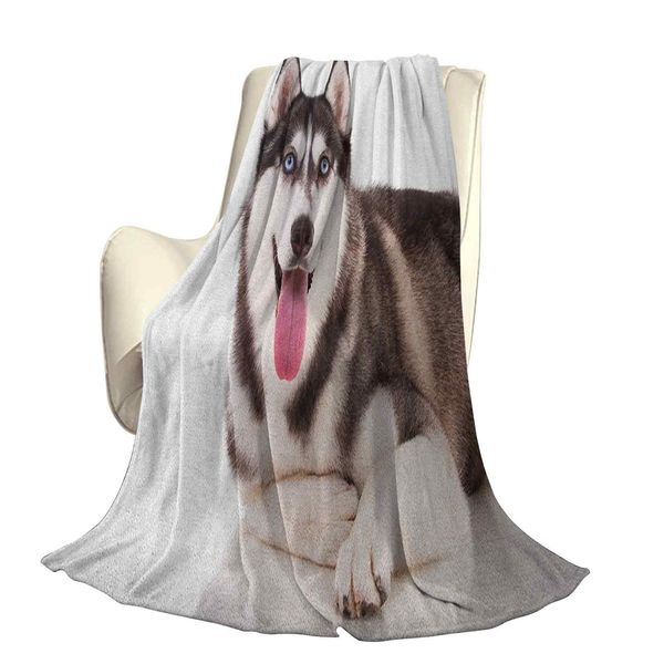 

смешные очаровательные сибирские собака голубые глаза пушистые домашние собаки imageoffice досуг одеяла